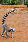 Madagascar, Berenty, Berenty Reserve. Ring-tailed lemur walking.