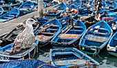 Africa, Morocco, Essaouira. Close-up of seagull and moored boats