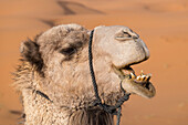 Morocco. An up-close look at a desert camel chewing, Sahara desert.