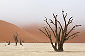 Africa, Namibia, Namib-Naukluft Park, Deadvlei. Dead camelthorn trees in fog