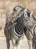 Afrika, Namibia, Etosha-Nationalpark. Neckende Zebras