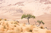 Afrika, Namibia, Nordwestliches Namibia, Kaokoveld, Hartmanns Tal. Bäume auf einem Hügel mit Blick auf Hartmanns Tal.