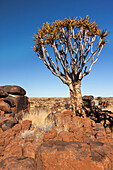 Afrika, Namibia, Keetmanshoop, Köcherbaumwald, (Aloe dichotoma), Kokerboom. Köcherbäume inmitten von Felsen und Gras.