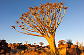 Afrika, Namibia, Keetmanshoop, Köcherbaumwald, (Aloe dichotoma), Kokerboom. Köcherbäume zwischen den Felsen und Gräsern.