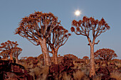 Afrika, Namibia, Keetmanshoop, Köcherbaumwald, (Aloe dichotoma), Kokerboom. Köcherbäume inmitten von Felsen und Gras bei Sonnenuntergang.