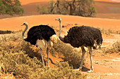 Africa, Namibia, Namib Desert, Namib-Naukluft National Park, Sossusvlei, common ostrich (Struthio camelus). Male and female ostrich walking in the desert scrub.