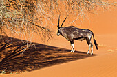 Africa, Namibia, Namib Desert, Namib-Naukluft National Park, Sossusvlei, gemsbok or Oryx (Oryx gazella). Oryx standing in the shade of a tree.