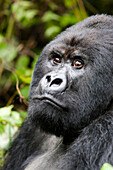 Afrika, Ruanda, Volcanoes National Park. Porträt eines Silberrücken-Berggorillas.