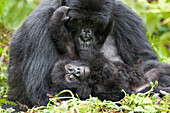Africa, Rwanda, Volcanoes National Park. Female mountain gorilla with her young.