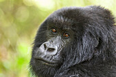 Africa, Rwanda, Volcanoes National Park. Portrait of a female mountain gorilla.
