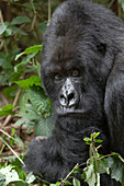 Africa, Rwanda, Volcanoes National Park. Portrait of a silverback mountain gorilla.
