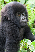 Africa, Rwanda, Volcanoes National Park. Young mountain gorilla portrait.