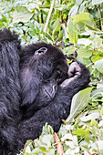 Afrika, Ruanda, Musanze-Distrikt, Vulkan-Nationalpark, Ruhengeri, Kinigi. Gorilla, beringei beringei, Berggorilla.