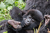 Afrika, Ruanda, Musanze-Distrikt, Volcanoes-Nationalpark, Ruhengeri, Kinigi. Gorilla, beringei beringei, Berggorilla. Baby und Mutter.