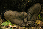 Afrika. Ruanda. Nahaufnahme der Füße eines männlichen Silberrücken-Berggorillas (Gorilla gorilla) im Volcanoes-Nationalpark, wo sich die größte noch lebende Gruppe von Berggorillas der Welt befindet.