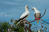 Seychelles, Indian Ocean, Aldabra, Cosmoledo Atoll. Important bird nesting colony. Pair of Red-footed boobies (Sula sula)