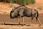 Blue wildebeest (Connochaetes taurinus), Kgalagadi Transfrontier Park, South Africa