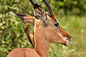 Rotschnabel-Madenhacker (Buphagus erythrorhynchus), auf Impala (Aepyceros melampus melampus), Kruger National Park, Südafrika