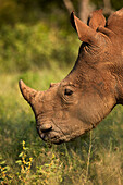 Südliches Breitmaulnashorn (Ceratotherium simum simum), Krüger-Nationalpark, Südafrika