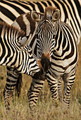 Burchell's Zebra, Equus burchellii, Serengeti-Nationalpark, Tansania, Afrika