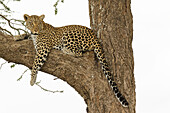 Afrikanischer Leopard im Baum, Panthera pardus pardus, Serengeti-Nationalpark, Tansania, Afrika