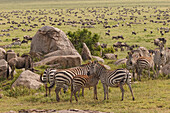 Große Gnuherde und Burchell-Zebras während der Migration, Serengeti-Nationalpark, Tansania, Afrika