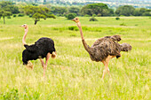 Africa, Tanzania, Tarangire National Park. Ostrich male and female close-up