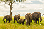 Afrika, Tansania, Tarangire-Nationalpark. Afrikanischer Elefant, erwachsen und jung
