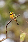 Afrika, Tansania. Kleiner Bienenfresser-Vogel auf einer Stange