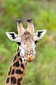 Afrika, Tansania. Eine Kopfaufnahme einer Massai-Giraffe.