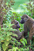 Tanzania, baboons
