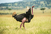 Africa, Tanzania, male ostrich