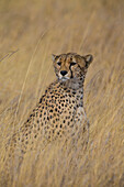 Africa. Tanzania. Cheetah (Acinonyx Jubatus) hunting on the plains of the Serengeti, Serengeti National Park.