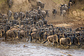 Afrika. Tansania. Gnu-Herde beim Überqueren des Mara-Flusses während der jährlichen Großen Migration, Serengeti-Nationalpark.