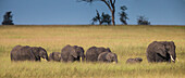 Africa. Tanzania. African elephants (Loxodonta Africana) at Serengeti National Park.