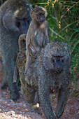 Africa. Tanzania. Olive baboon (Papio Anubis) female with baby at Arusha National Park.