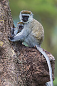 Africa. Tanzania. Vervet monkey (Chlorocebus pygerthrus) female and juvenile at Ngorongoro Crater.