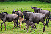 Afrika. Tansania. Gnus bei der Geburt während der jährlichen Großen Migration, Serengeti-Nationalpark.