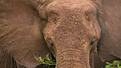 Africa. Tanzania. African elephant (Loxodonta Africana) at Tarangire National Park,