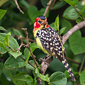Afrika. Tansania. Rot-Gelb-Bartvogel (Trachyphonus erythrocephalus) im Tarangire-Nationalpark.