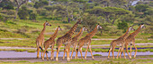 Africa. Tanzania. Masai giraffes (Giraffa tippelskirchi) at Ndutu, Serengeti National Park (photo illustration)