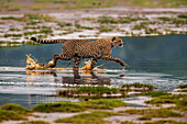 Afrika. Tansania. Gepard (Acinonyx Jubatus) überquert ein Gewässer bei Ndutu, Serengeti Nationalpark.