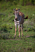Afrika. Tansania. Zebra (Equus quagga) Jungtier, Serengeti-Nationalpark.
