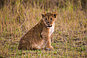 Africa. Tanzania. African lion cub (Panthera Leo), Serengeti National Park.