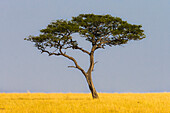 Afrika. Tansania. Ansichten der Savanne, Serengeti-Nationalpark.