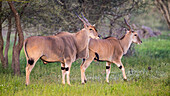 Afrika. Tansania. Eland (Taurotragus Oryx), eine große Antilope, in Ndutu, Serengeti-Nationalpark.