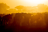 Africa. Tanzania. Wildebeest during the annual Great Migration, Serengeti National Park.