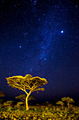 Africa. Tanzania. Stars of the Milky Way illuminate the night sky at Ndutu in Serengeti National Park.