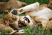 Africa. Tanzania. African lions (Panthera Leo) at Ndutu, Serengeti National Park.