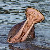 Africa. Tanzania. Hippopotamus yawn (Hippopotamus amphibius), Serengeti National Park.